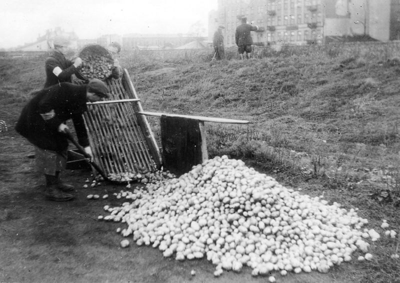 Sorting potatoes on Okopowa Street in the Warsaw ghetto